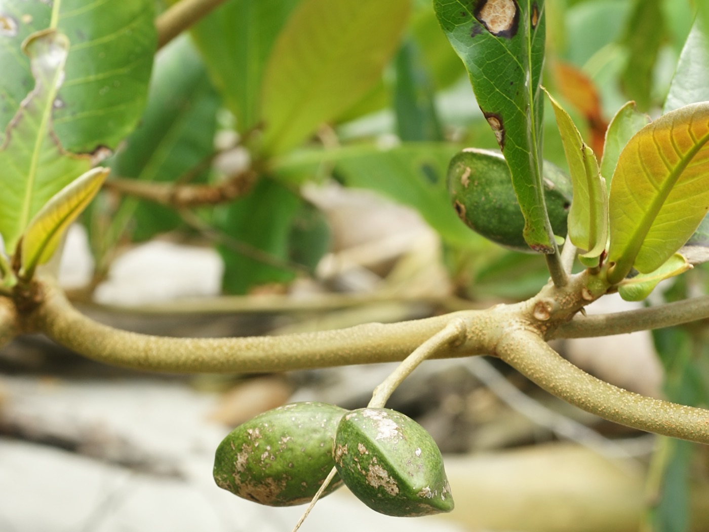 Trái bàng biển Terminalia catappa còn trên cành